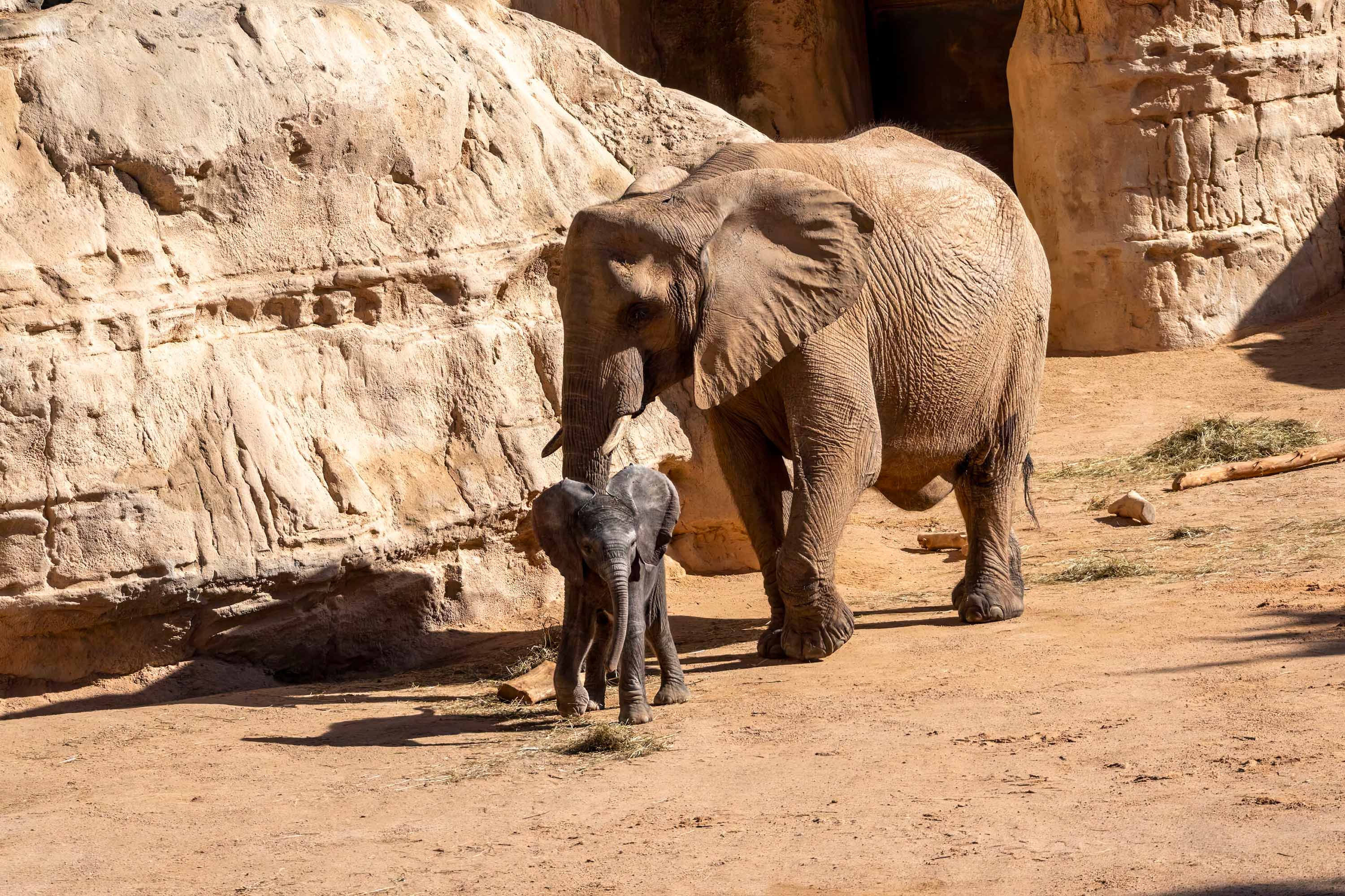 بناء الصخور الاصطناعية تصميم وبناء الصخور الاصطناعية، مصنع المواضيع، مصنع الصخور الاصطناعية، شركة متخصصة في التثيم، بناء الصخور الاصطناعية