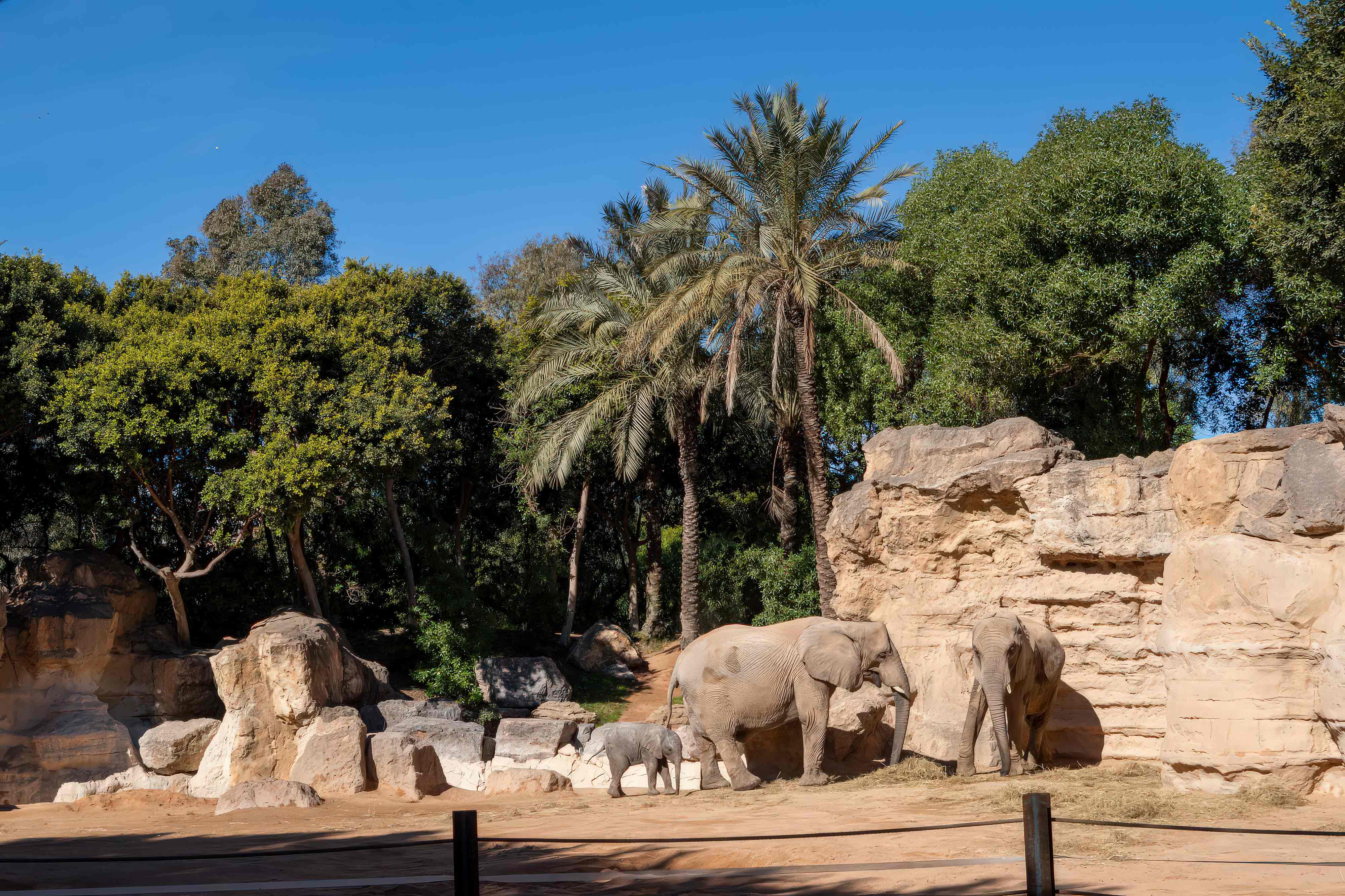 بناء حدائق الحيوان تخطيط وبناء حدائق الحيوان من قبل الشركات