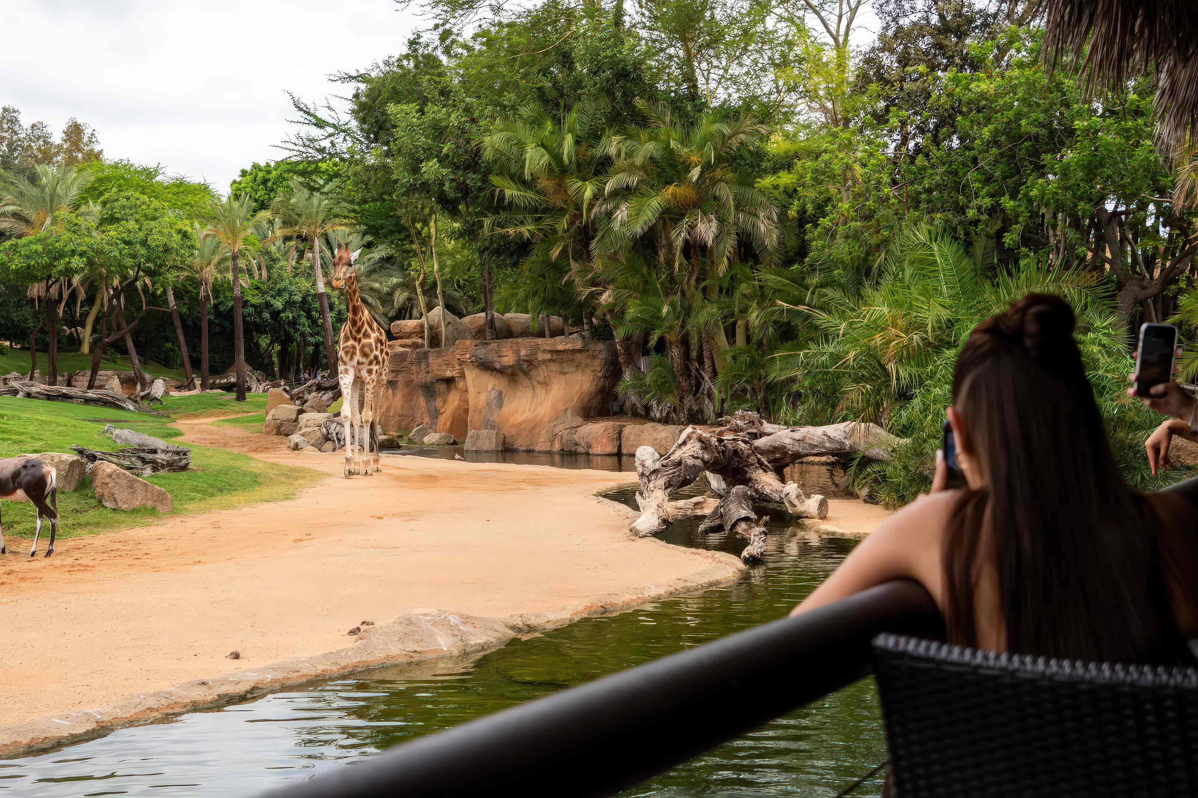 construcción de parques zoológicos tematización de parques de animales