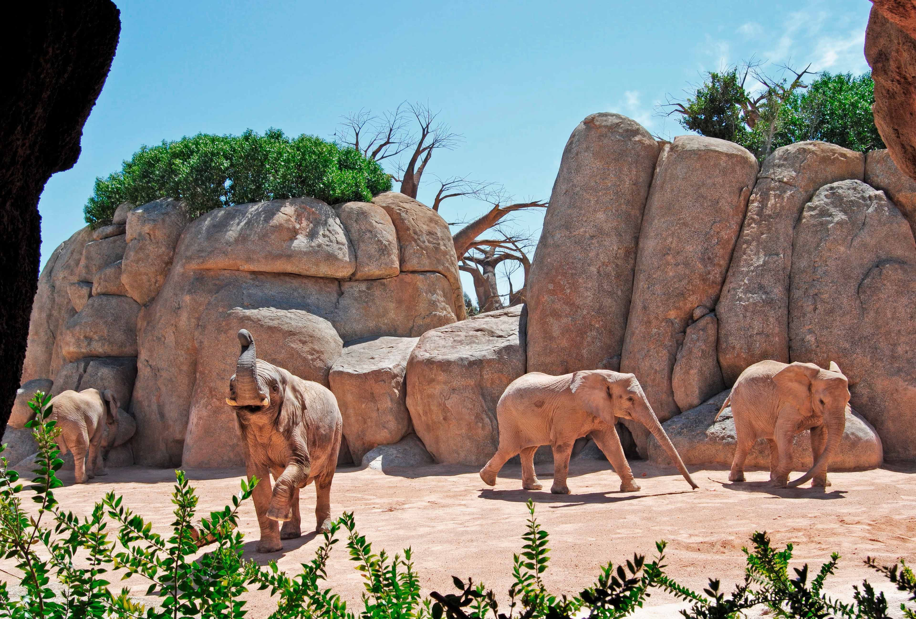 Bau zoologischer Parks – David Theme Works Planung und Bau zoologischer Parks – David Theme Works