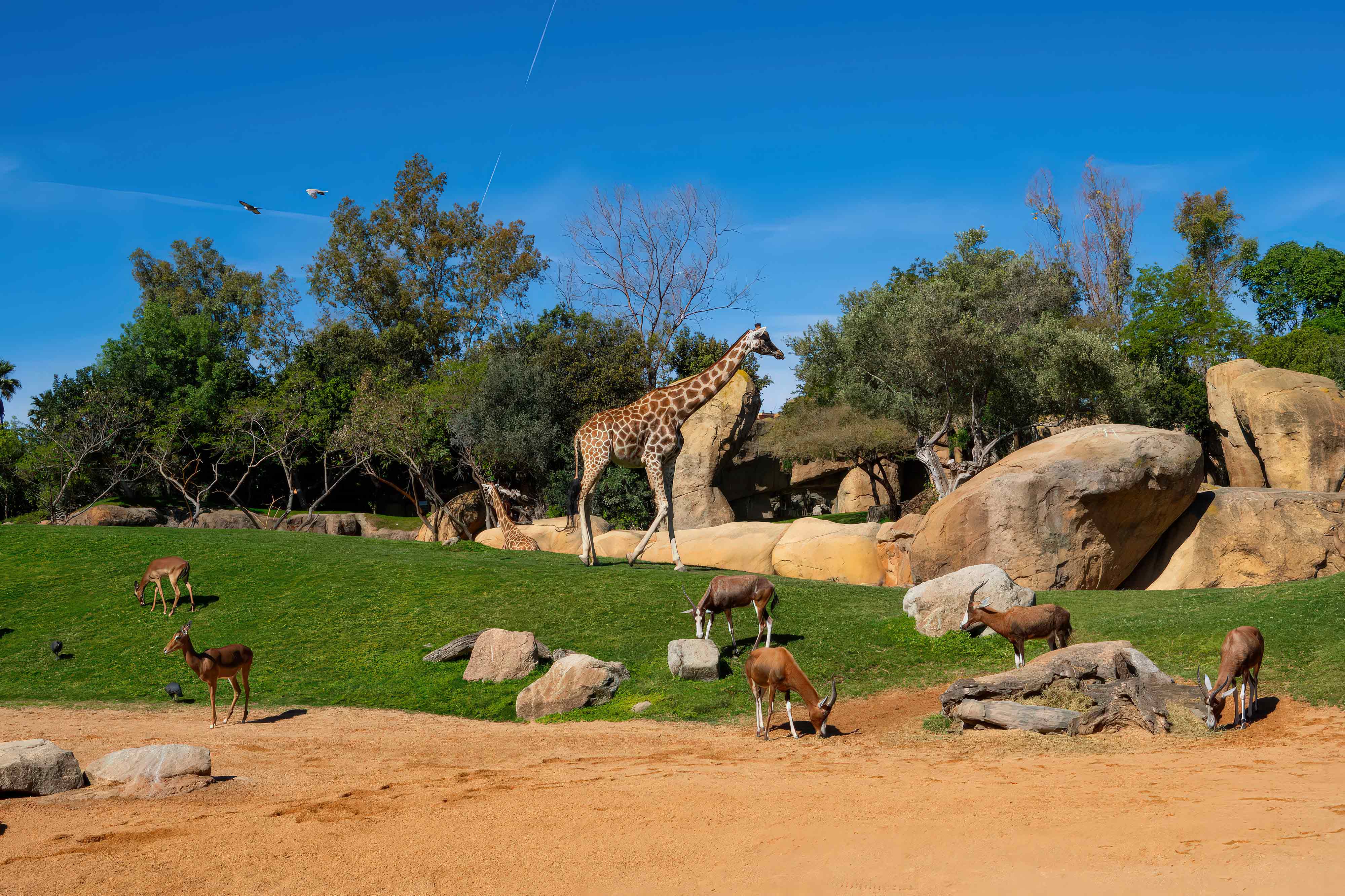 Firmenplanung und Bau von Zoos Bau von Zoos