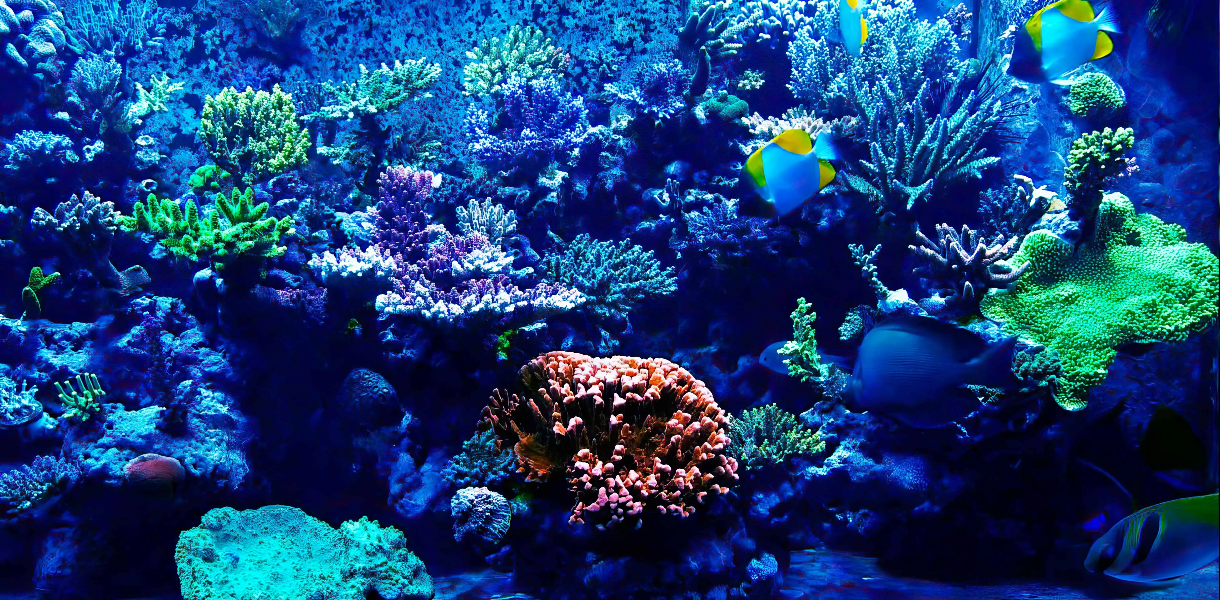 Luxus-Aquarienbauunternehmen Aquarienbauunternehmen