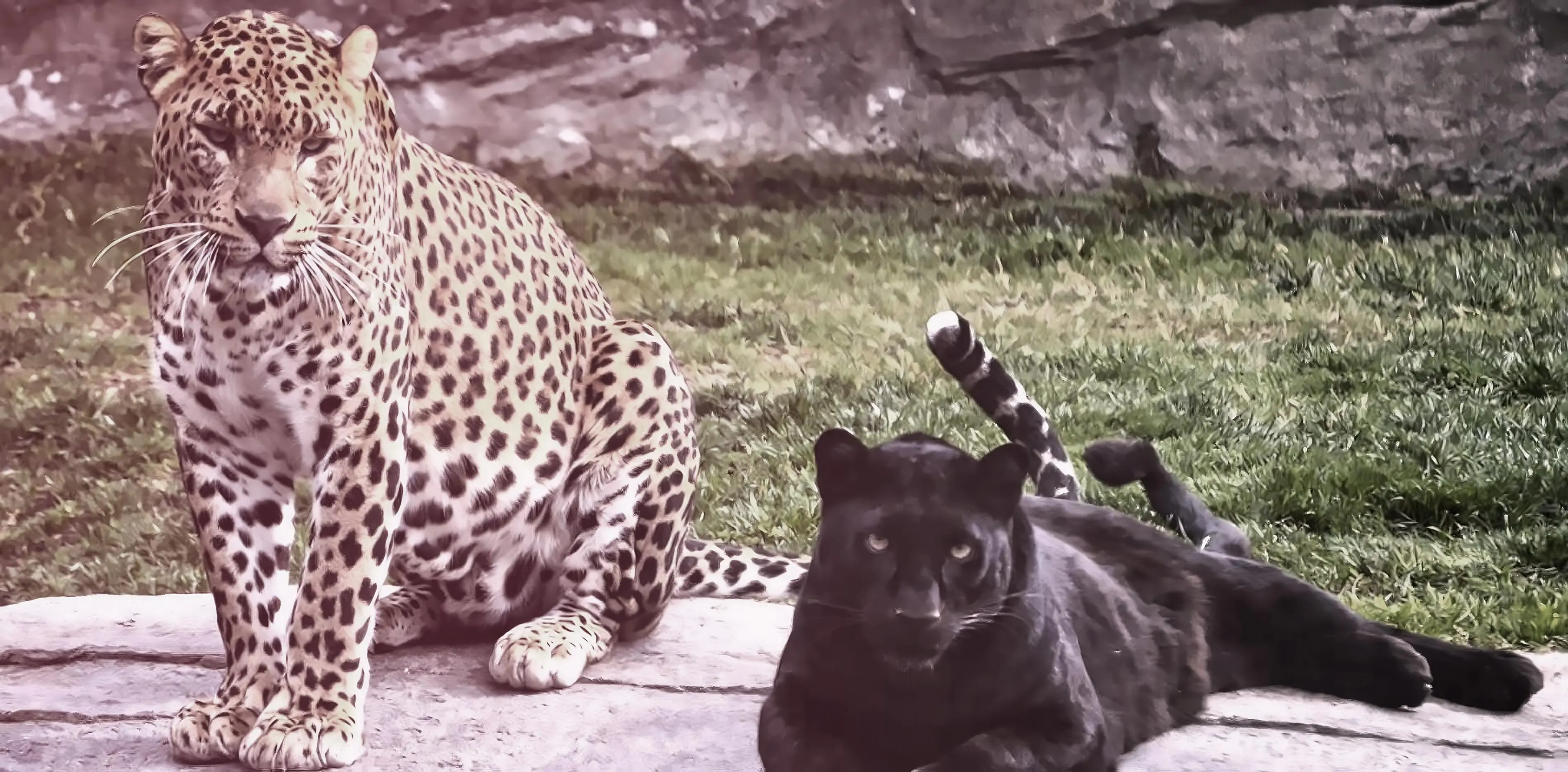 zoological park construction zoological park construction and design