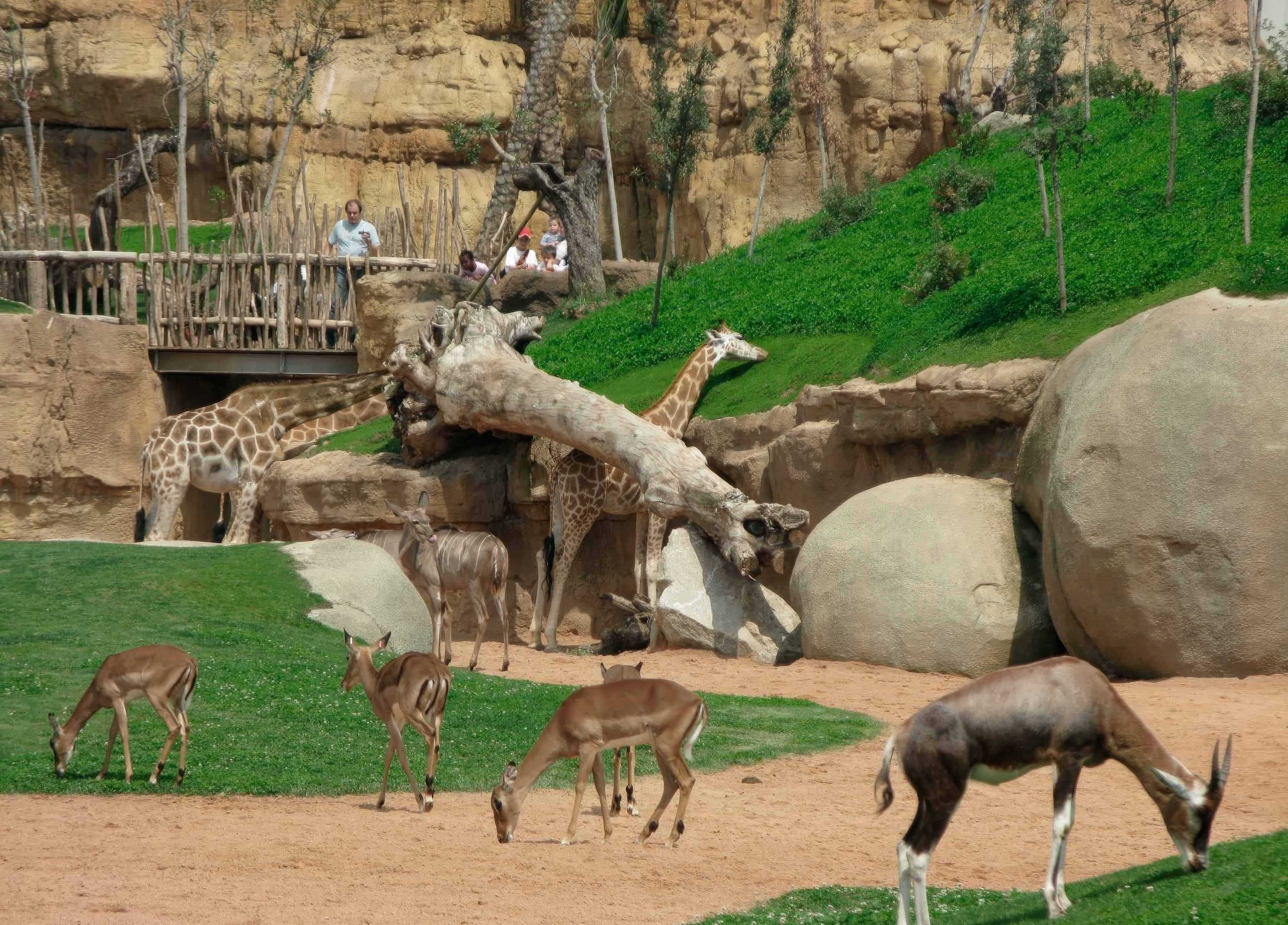 themed animal park design themed animal park construction