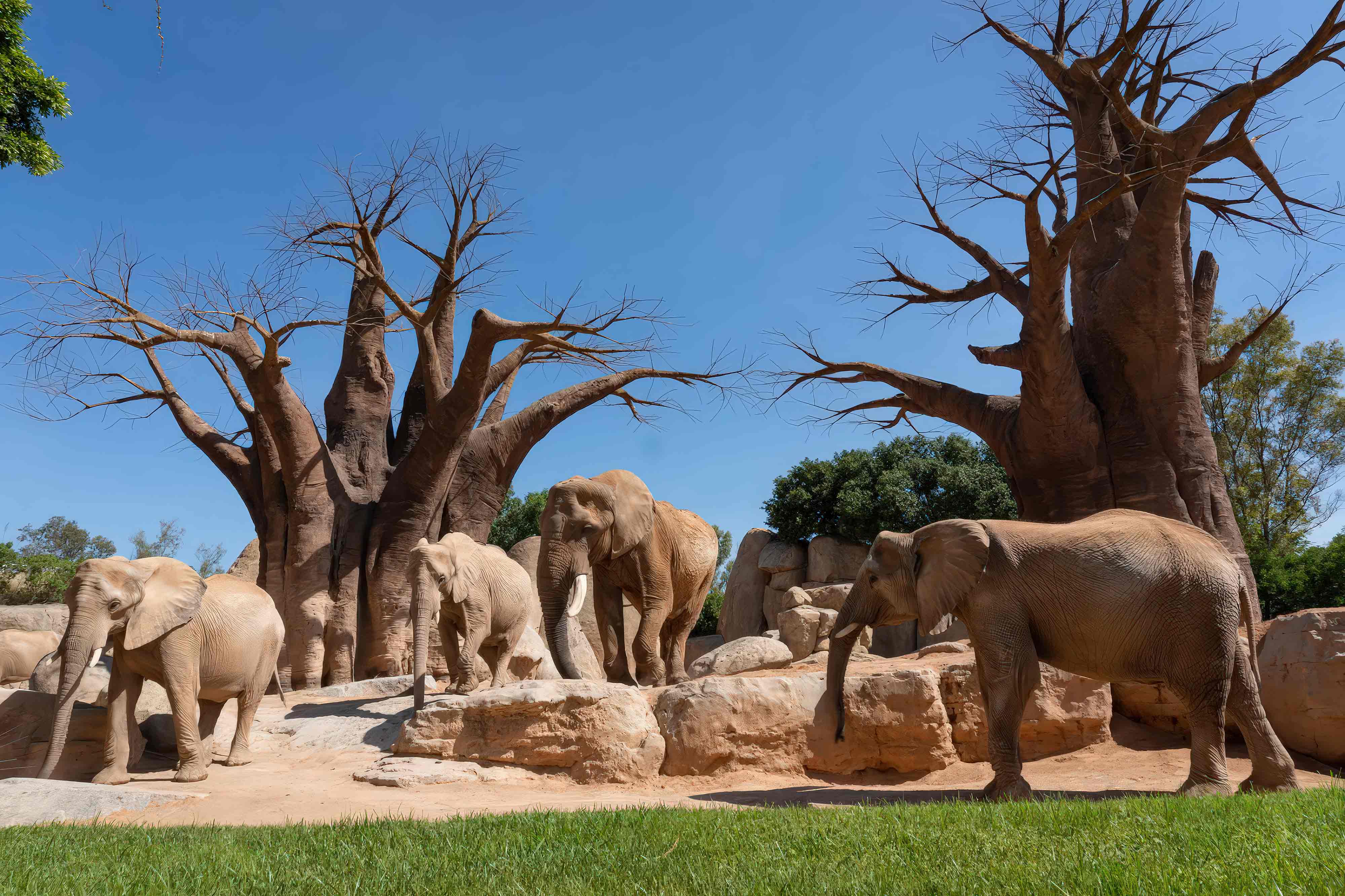 projeto e construção de parques zoológicos construction de parcs animaliers