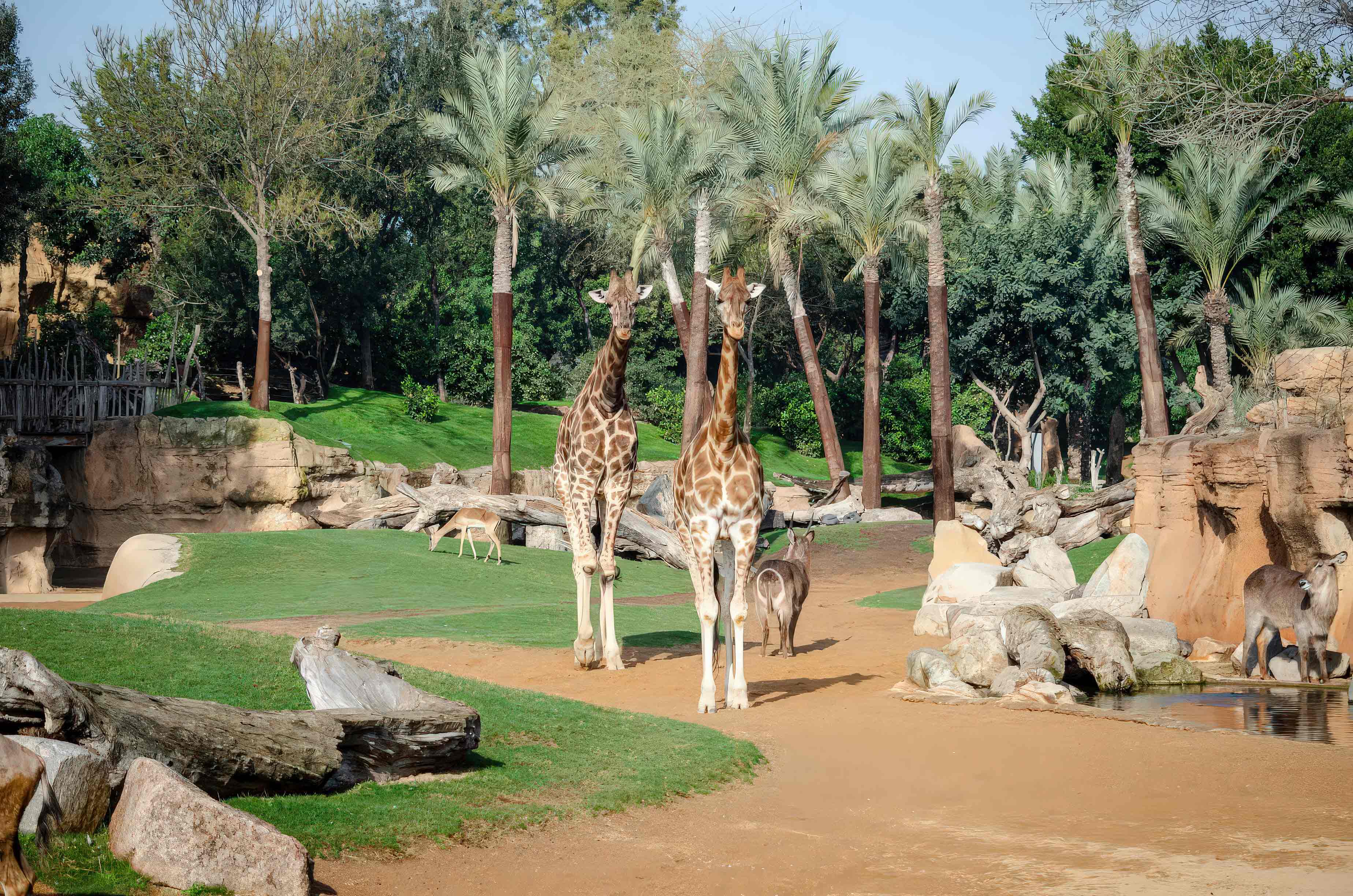 construction de parcs animaliers construction de zoos
