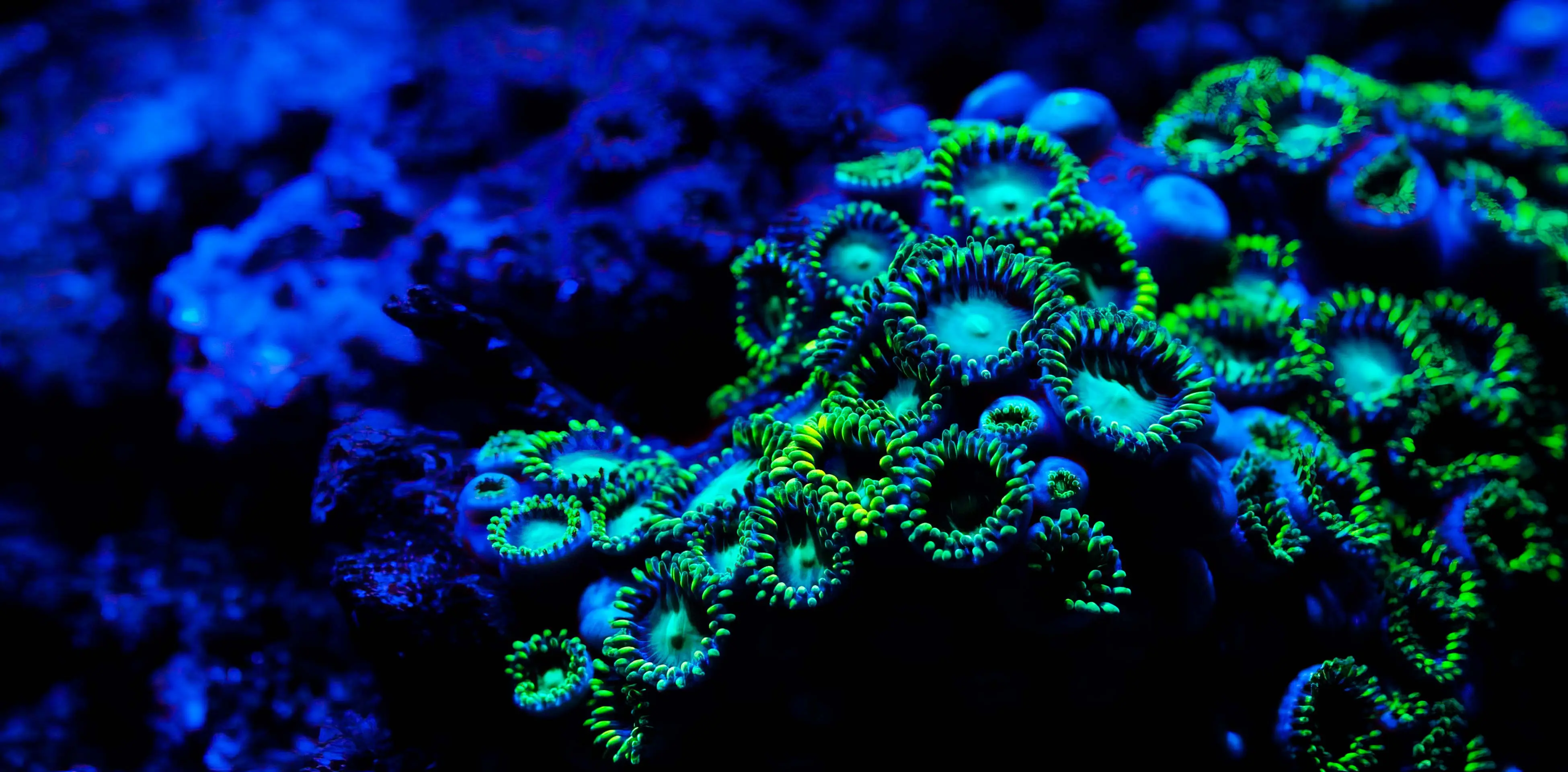 fabrication d'aquariums de luxe fabrication d'aquariums