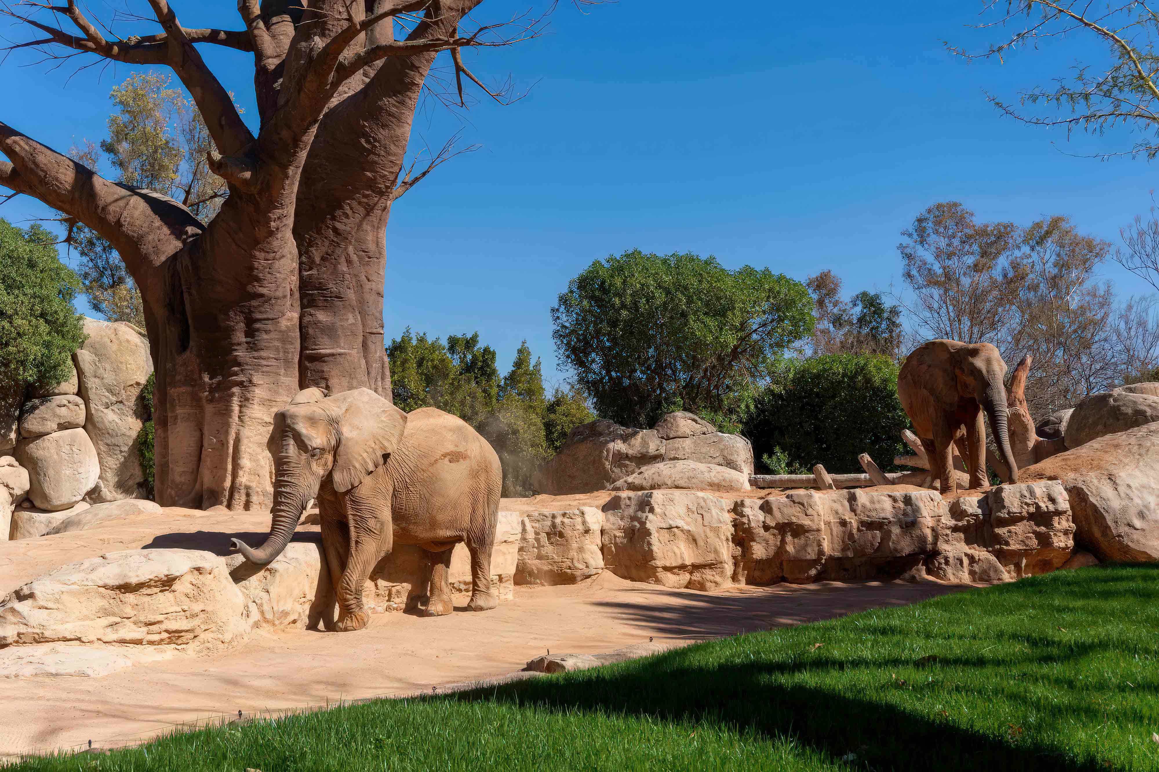 tematización de parques de animales construcción de zoológicos temáticos